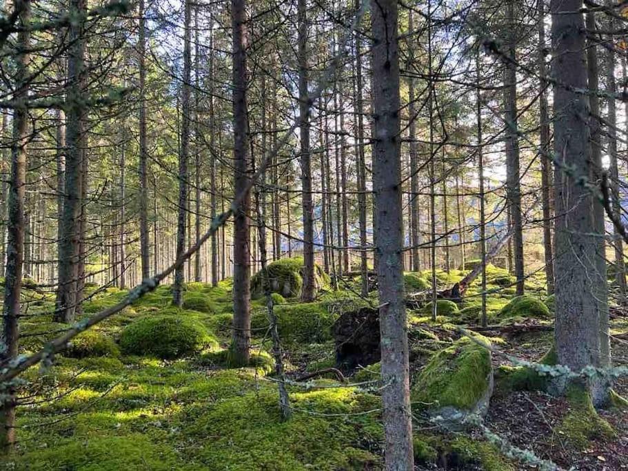 Gaeststuga 100M Fran Sjoen Vislanda Экстерьер фото